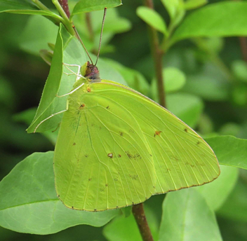 Cloudless Sulphur male